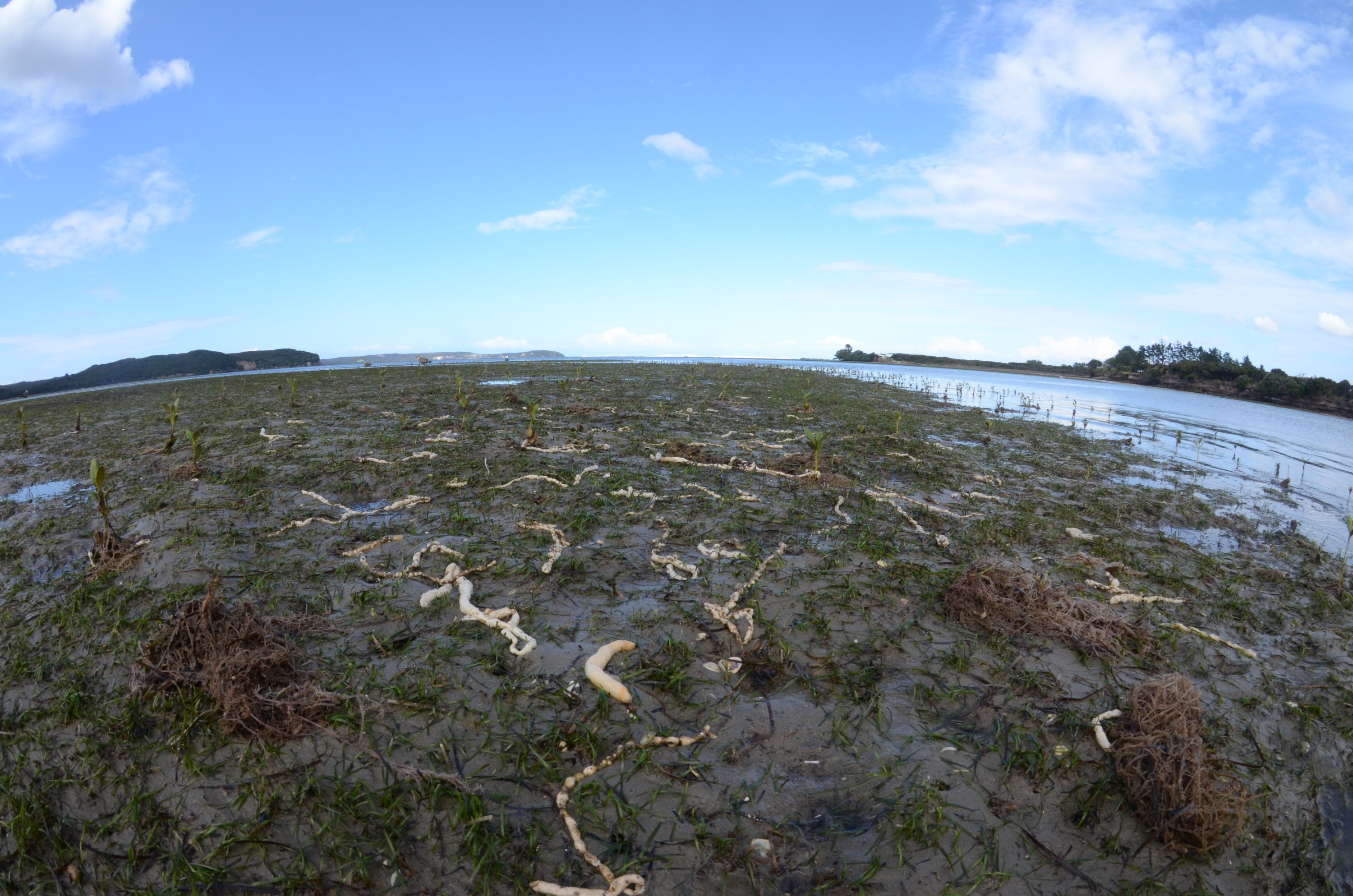 Marine Pests